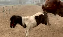 马和马交配视频,一场自然交配的温馨瞬间